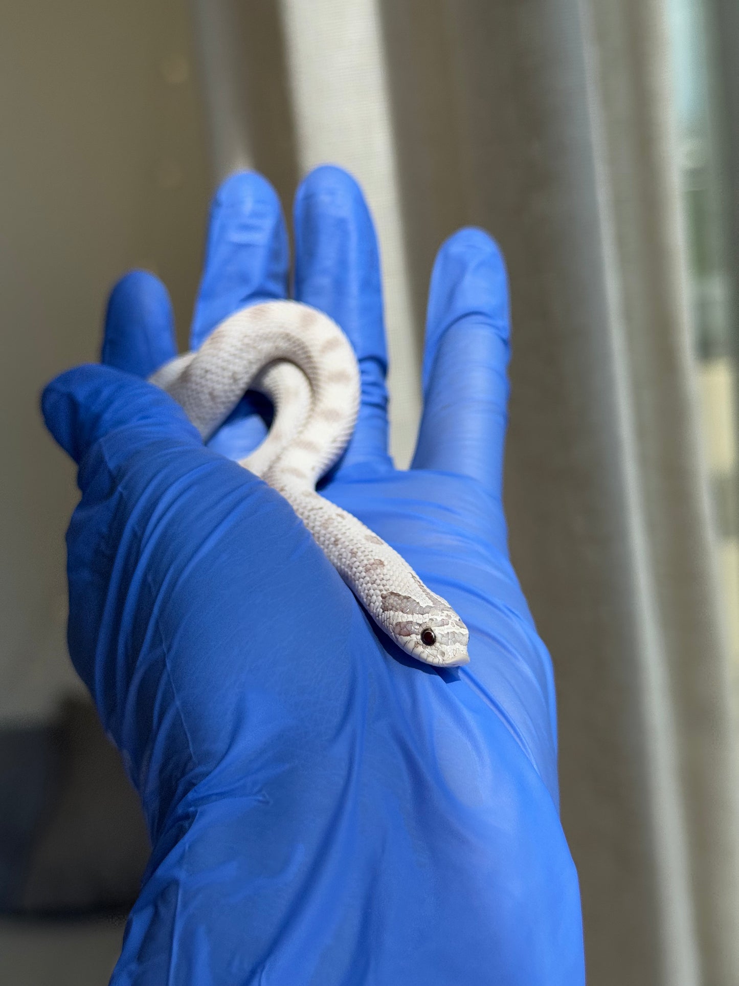 2025 毒藥康達Pos北極 ♀ (H25273)