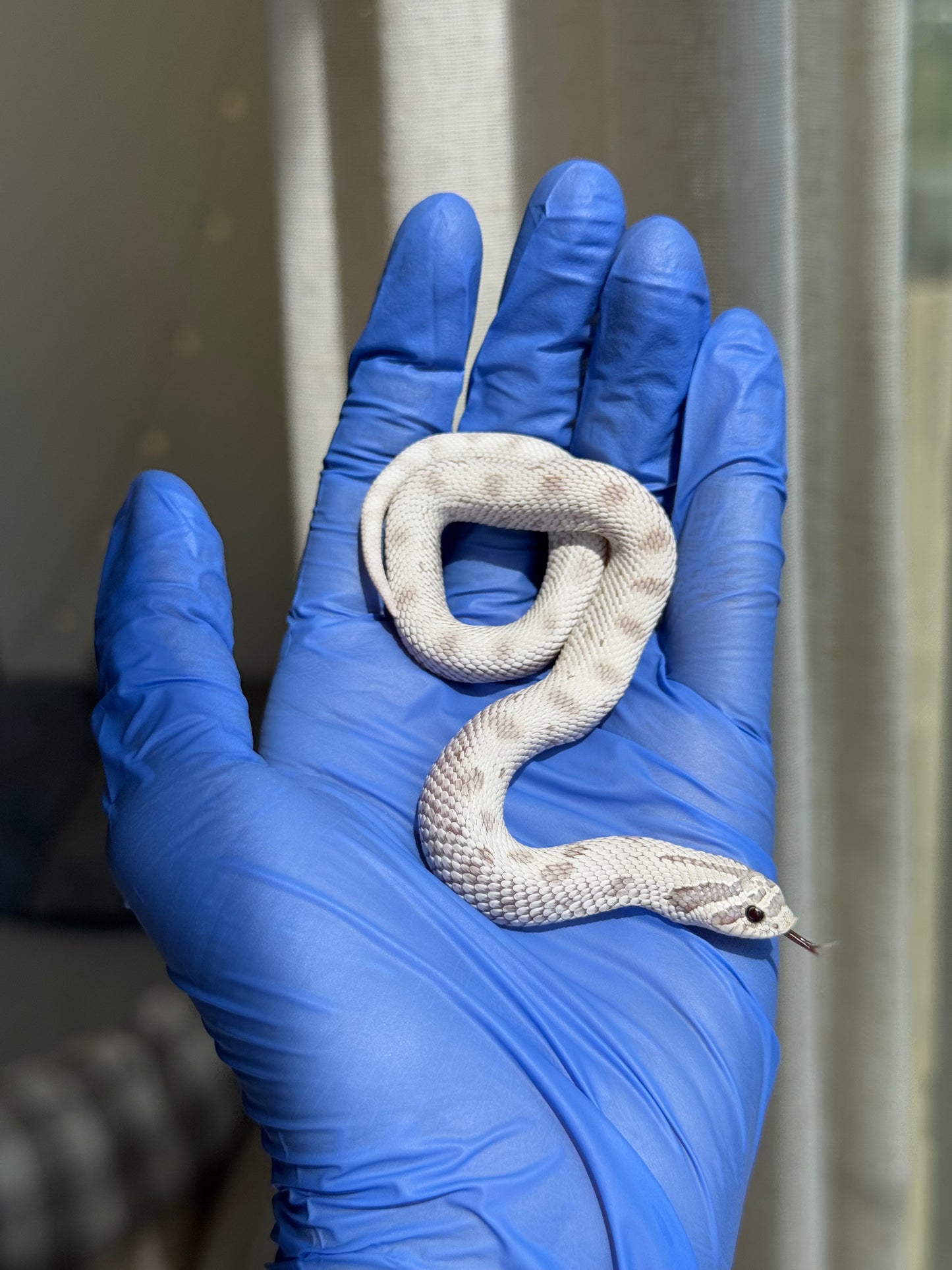 2025 毒藥康達Pos北極 ♀ (H25273)