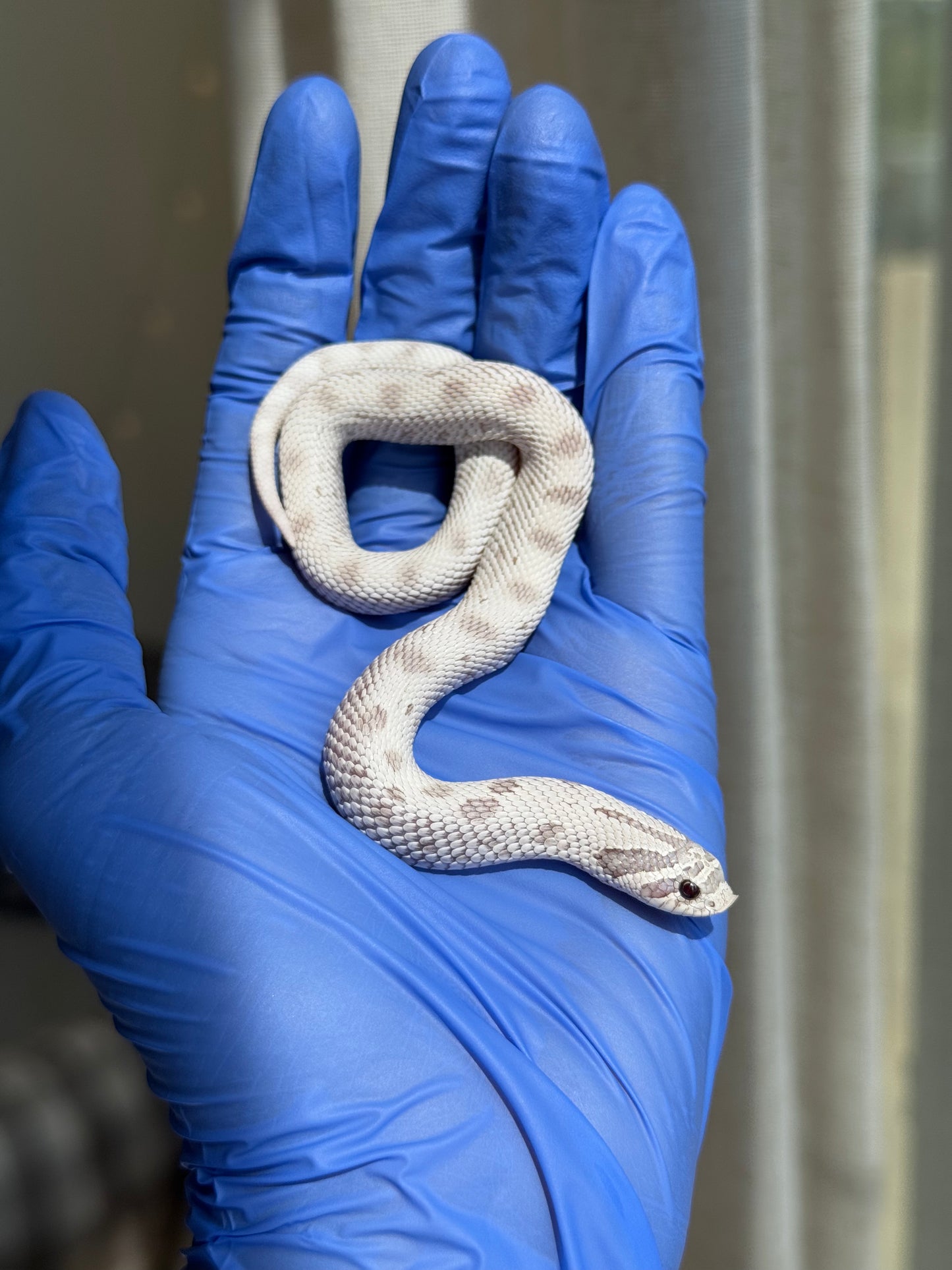 2025 毒藥康達Pos北極 ♀ (H25273)