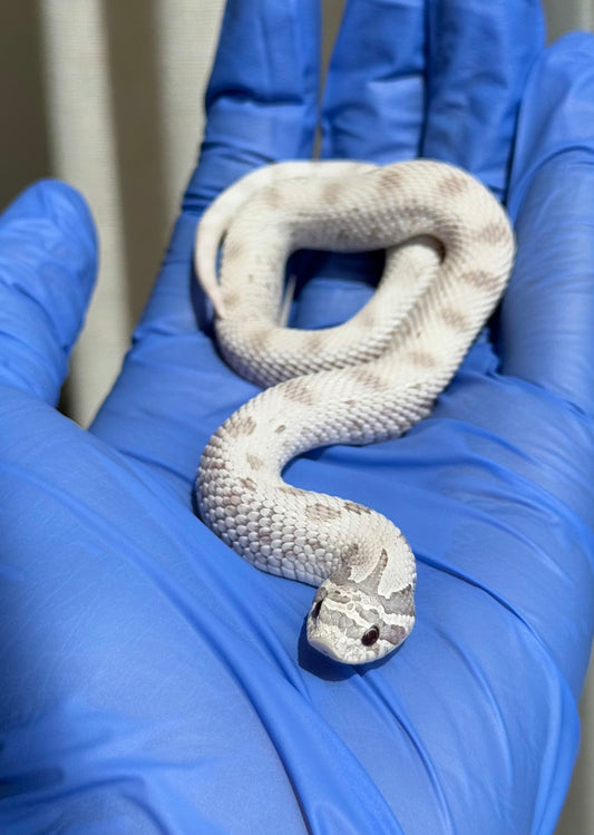 2025 毒藥康達Pos北極 ♀ (H25273)