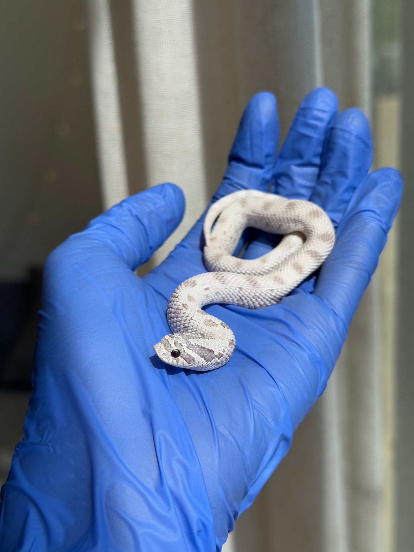 2025 毒藥康達Pos北極 ♀ (H25273)