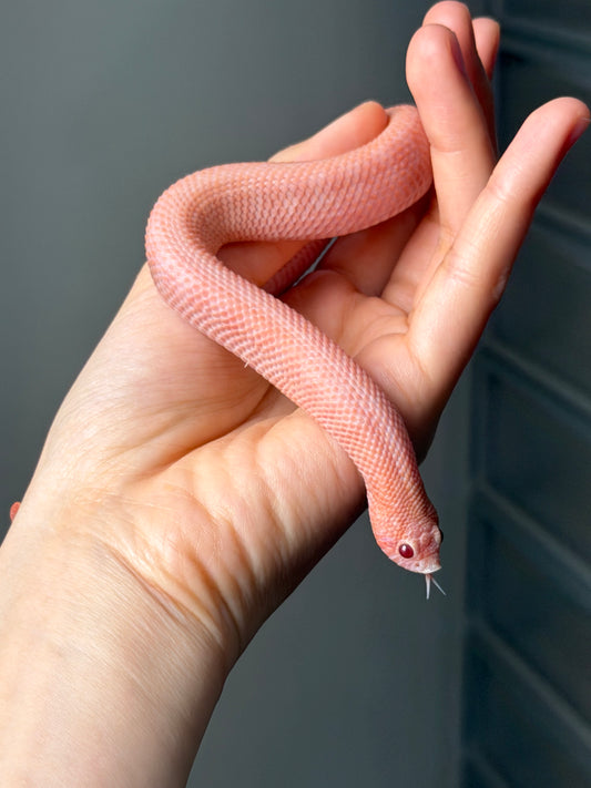 超級北極太陽爆炸