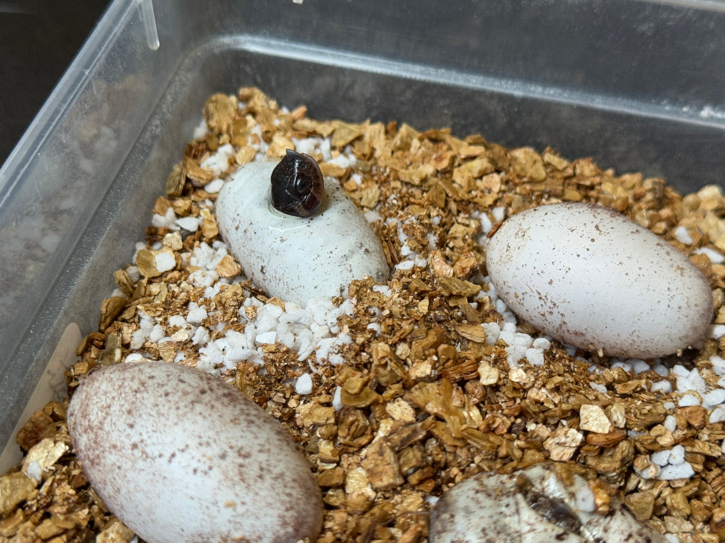 2025 瑞士巧克力超級康達,彩色爆風血系66%ph白化 ♂ (H25440)