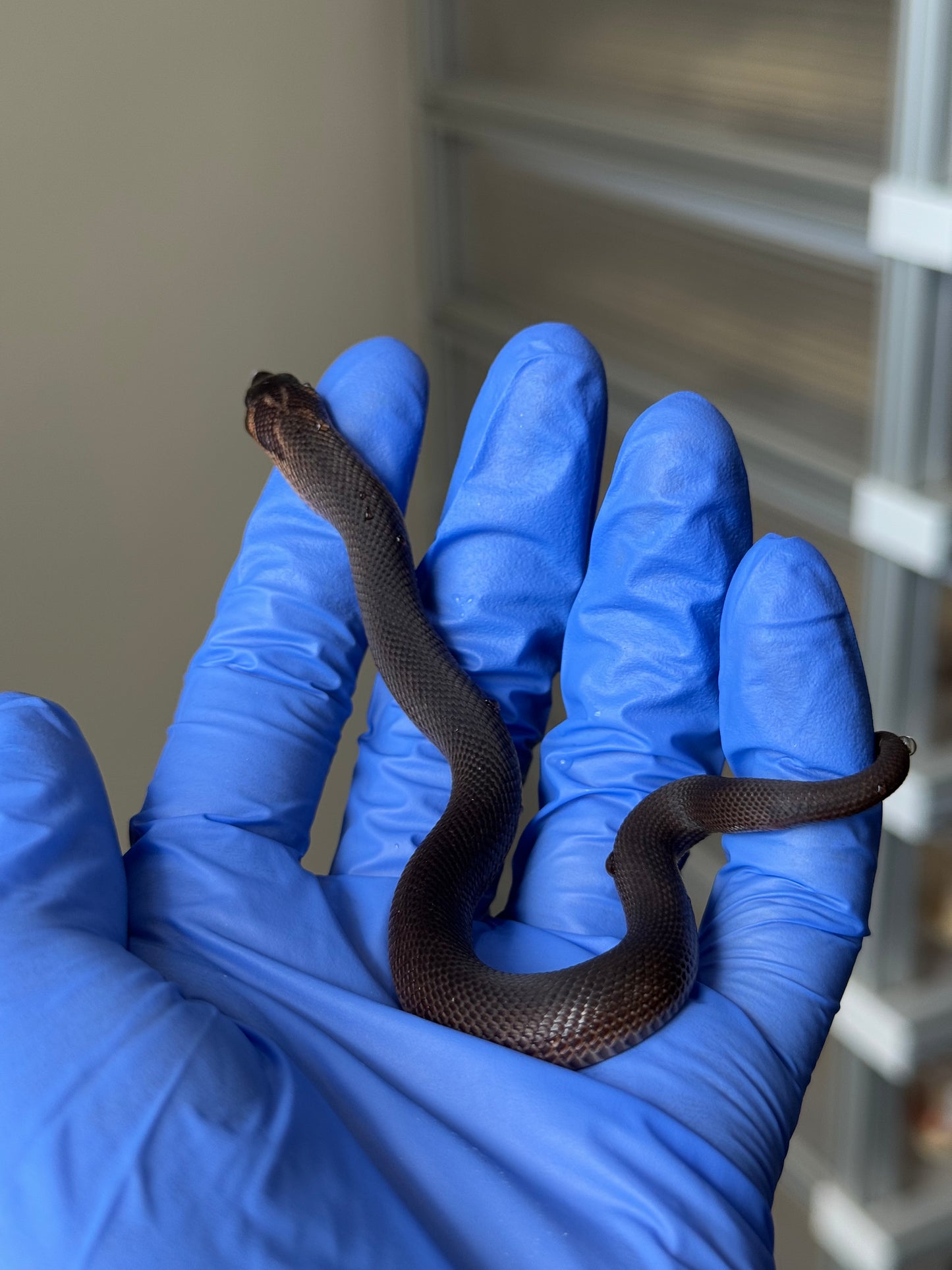 2025 瑞士巧克力超級康達,彩色爆風血系66%ph白化 ♂ (H25440)