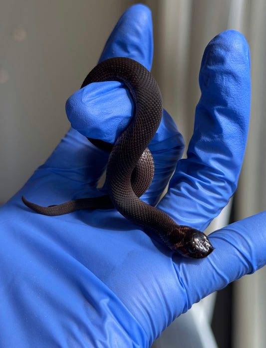 瑞士巧克力超級康達,彩色爆風血系66%ph白化