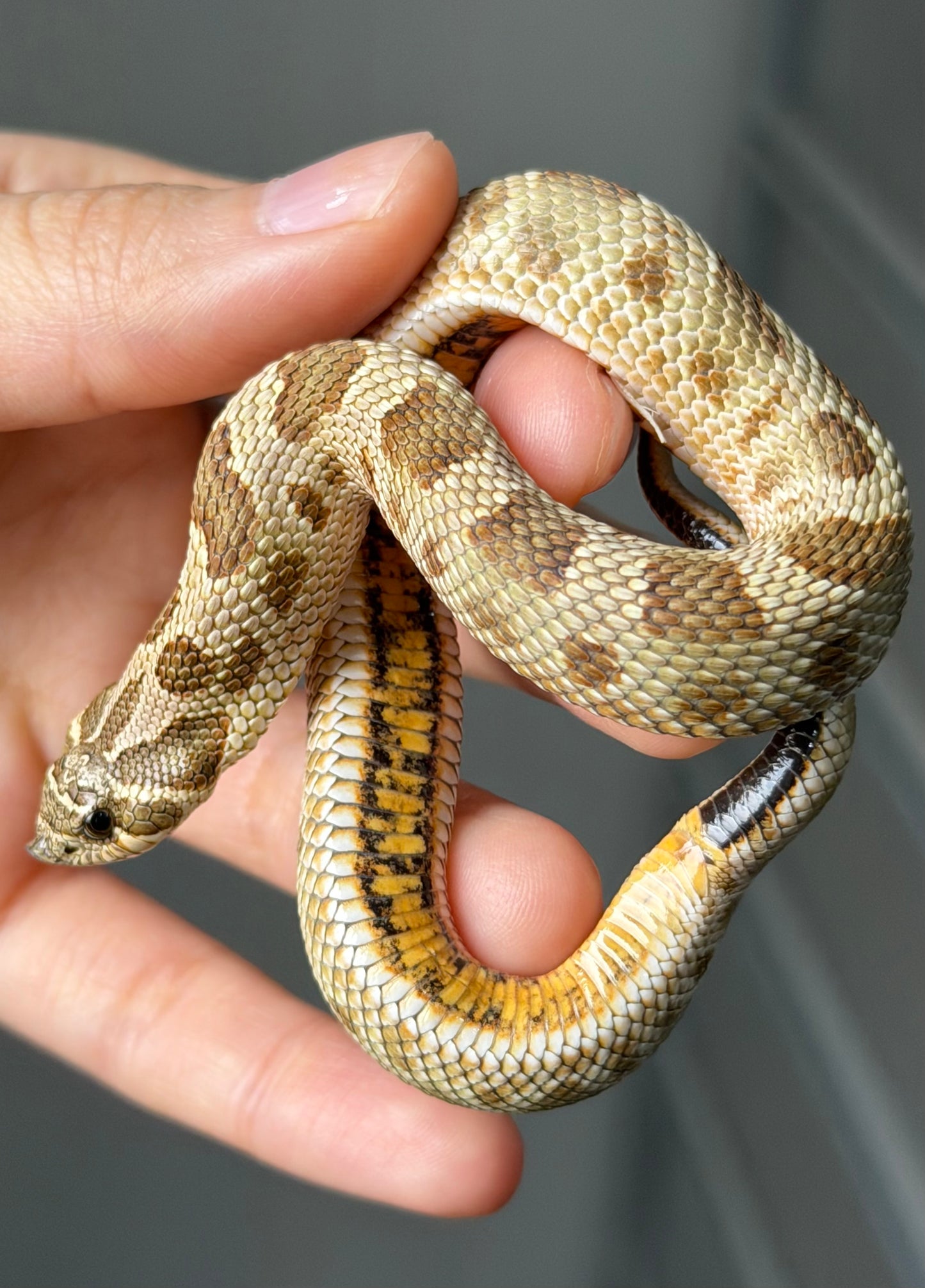 康達Het白化, 檸檬鬼沃瑪血系