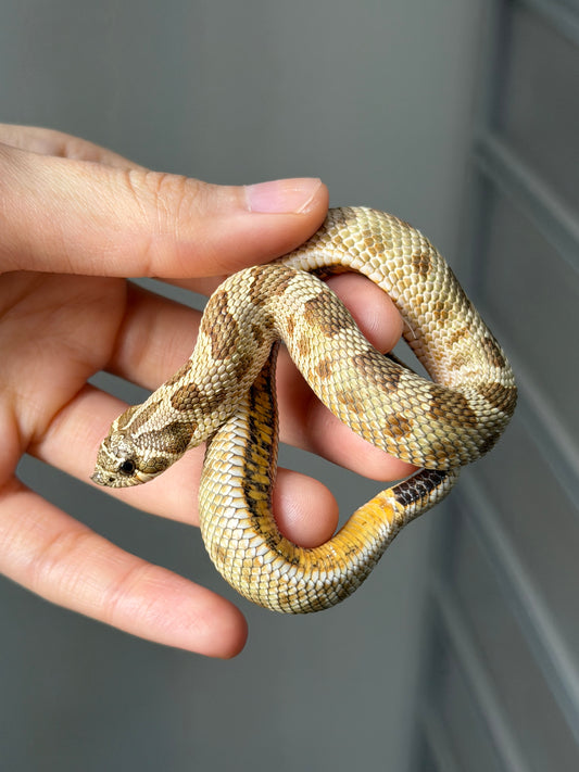 康達Het白化, 檸檬鬼沃瑪血系