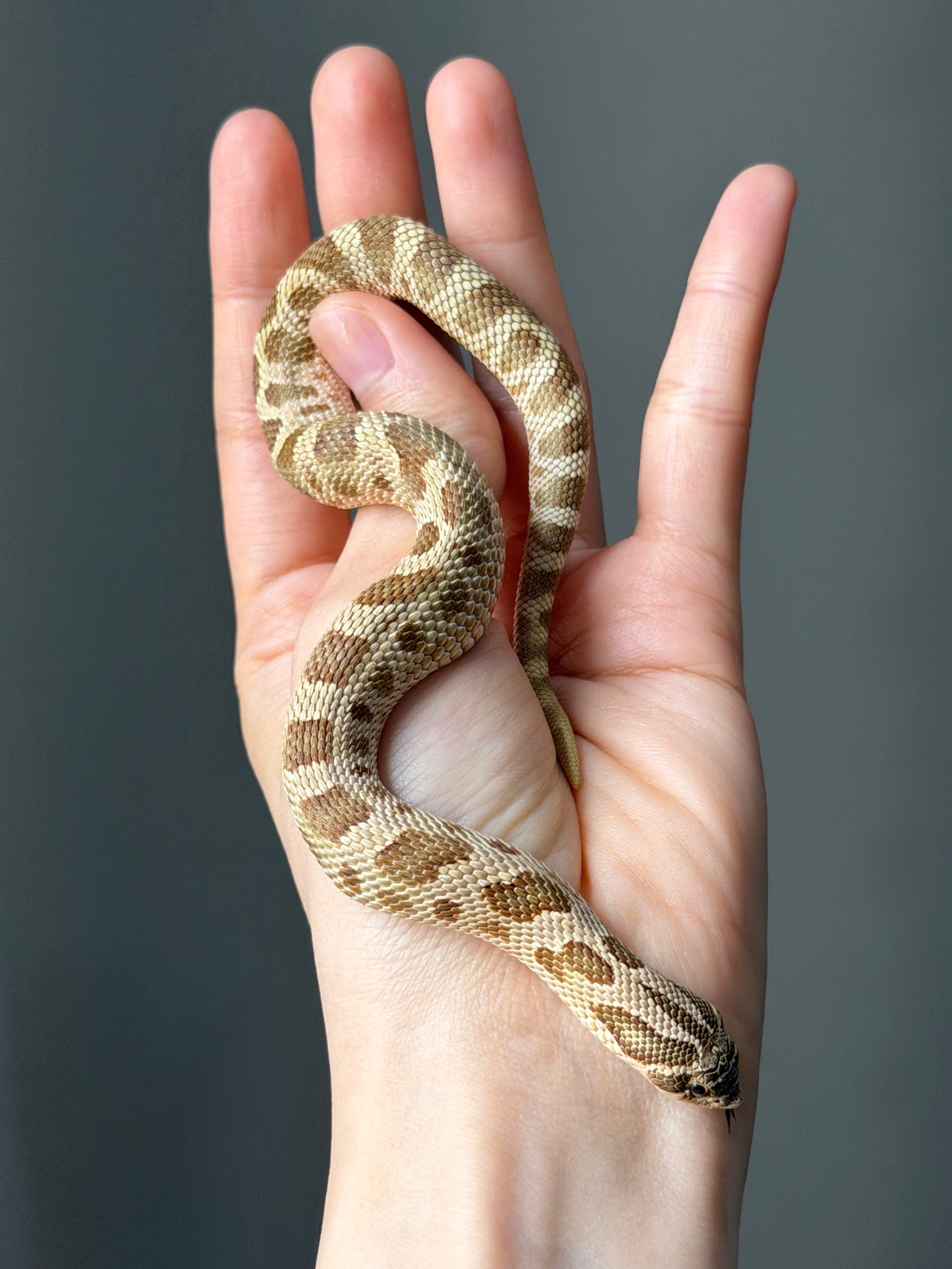 康達Het白化, 檸檬鬼沃瑪血系