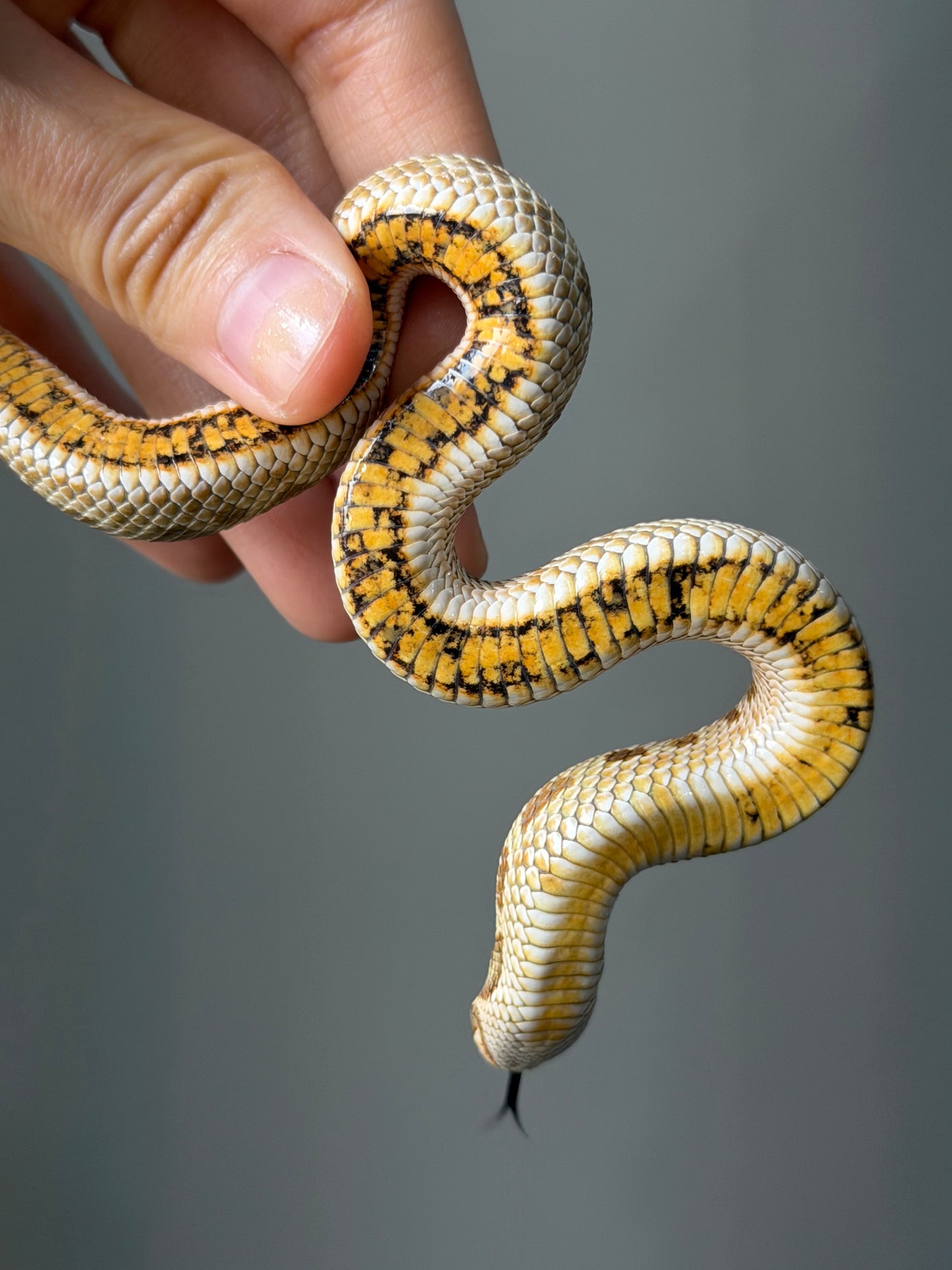 康達Het白化, 檸檬鬼沃瑪血系