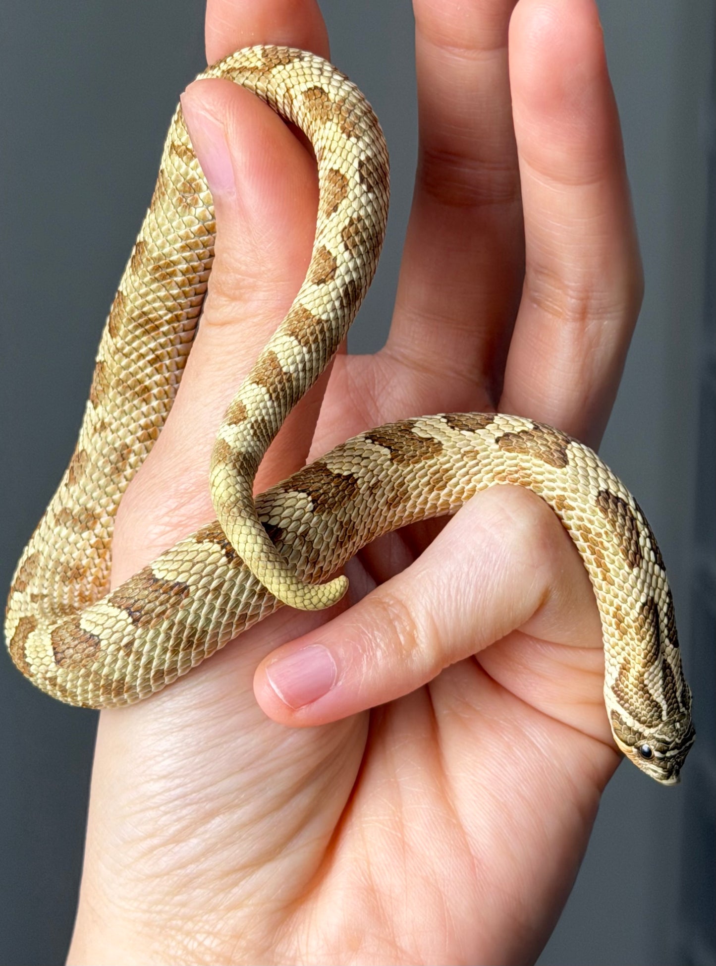 康達Het白化, 檸檬鬼沃瑪血系