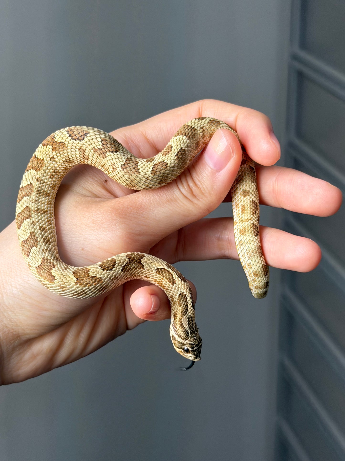 康達Het白化, 檸檬鬼沃瑪血系