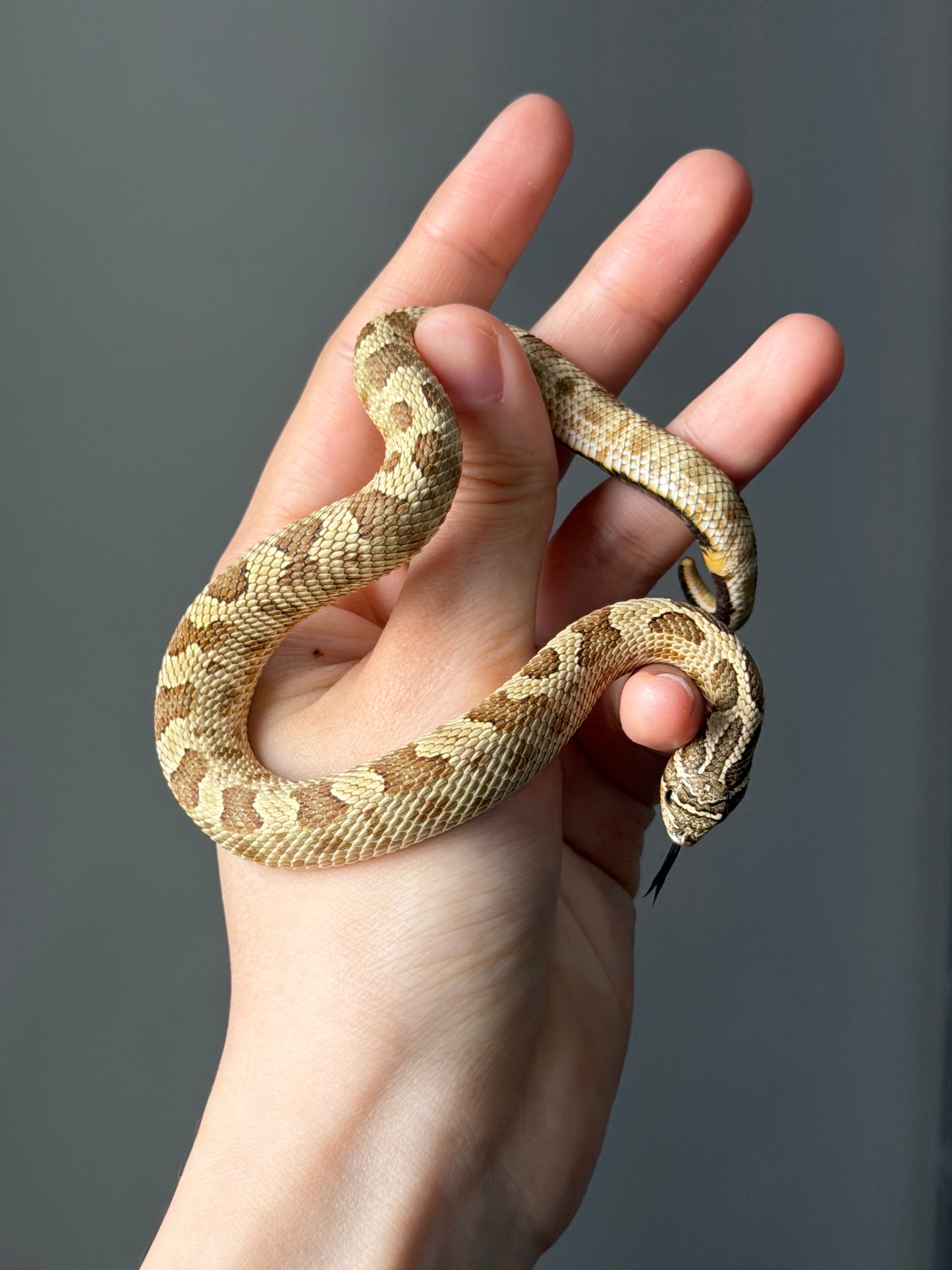 康達Het白化, 檸檬鬼沃瑪血系