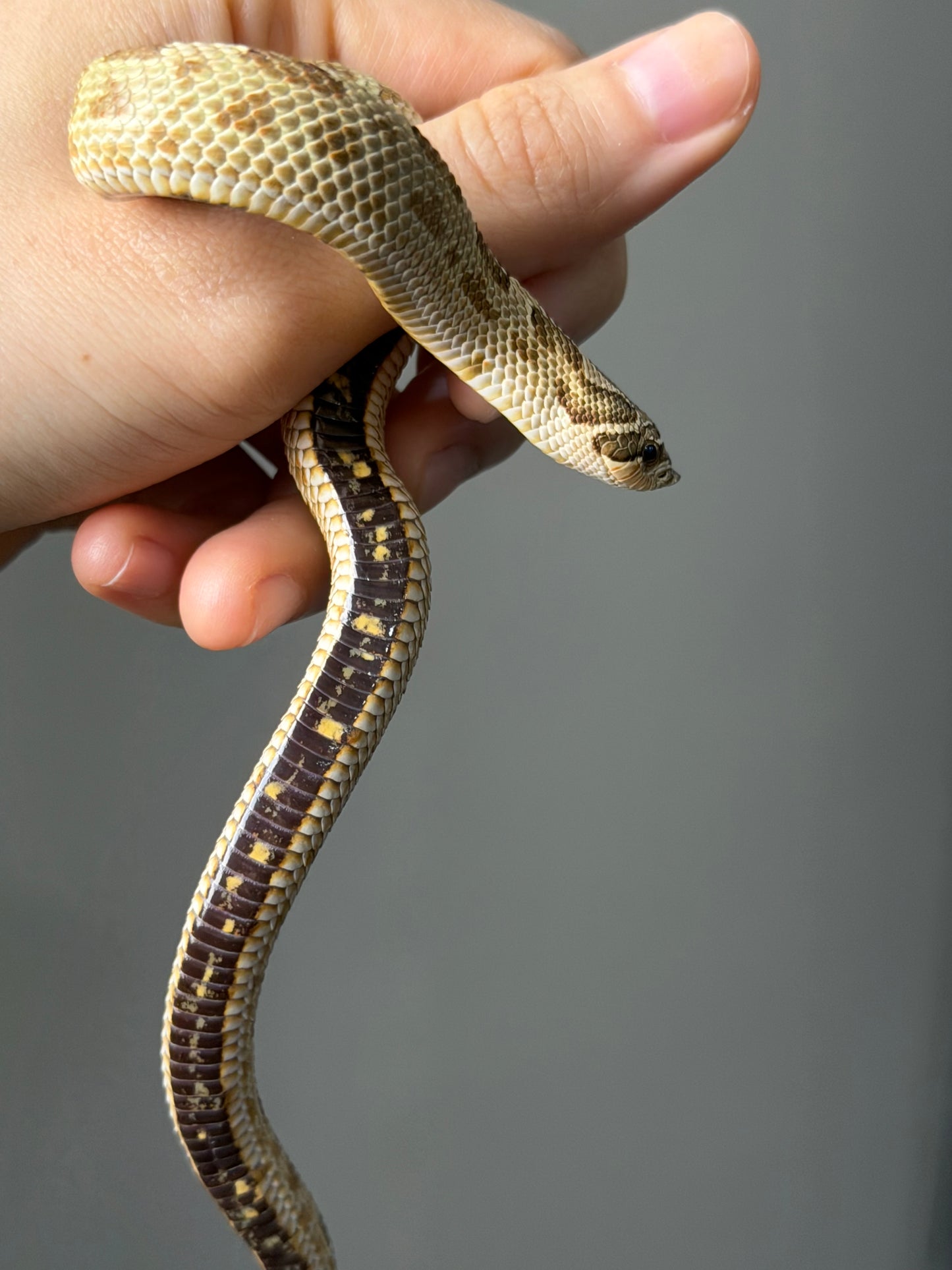 康達Het白化, 檸檬鬼沃瑪血系