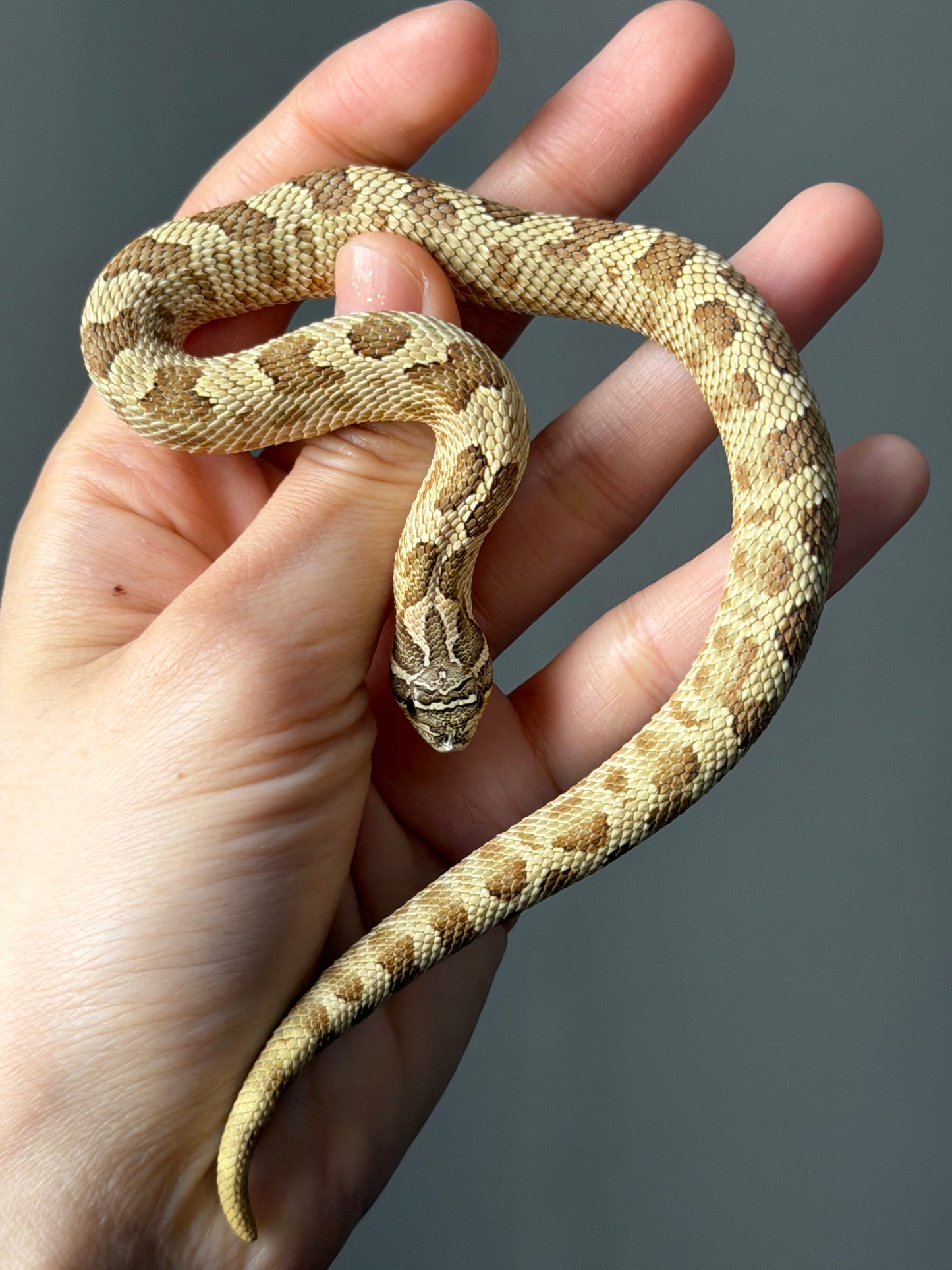 康達Het白化, 檸檬鬼沃瑪血系