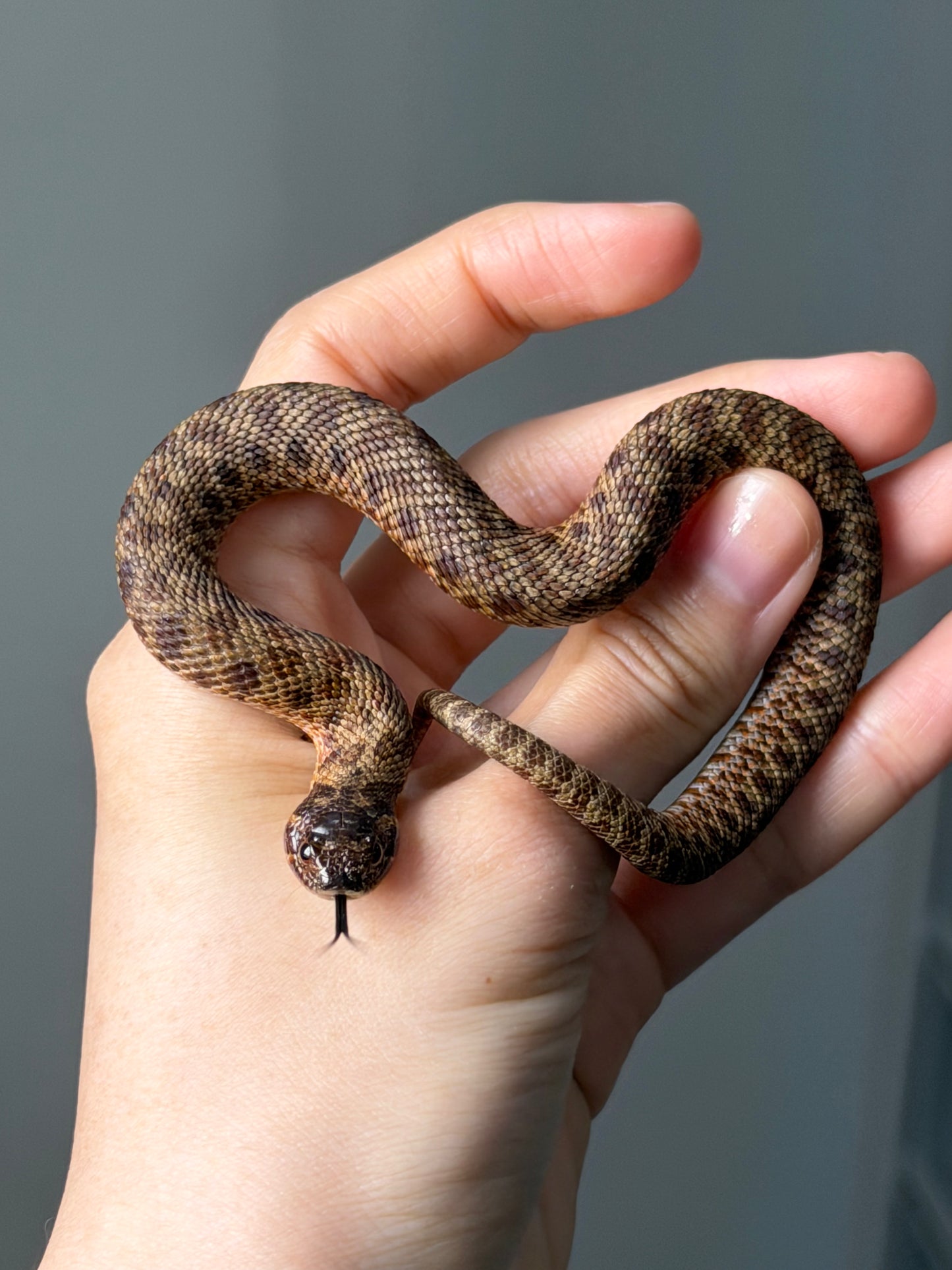 瑞士巧克力66%ph白化ph薰衣草