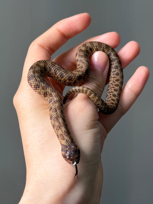 瑞士巧克力66%ph白化ph薰衣草