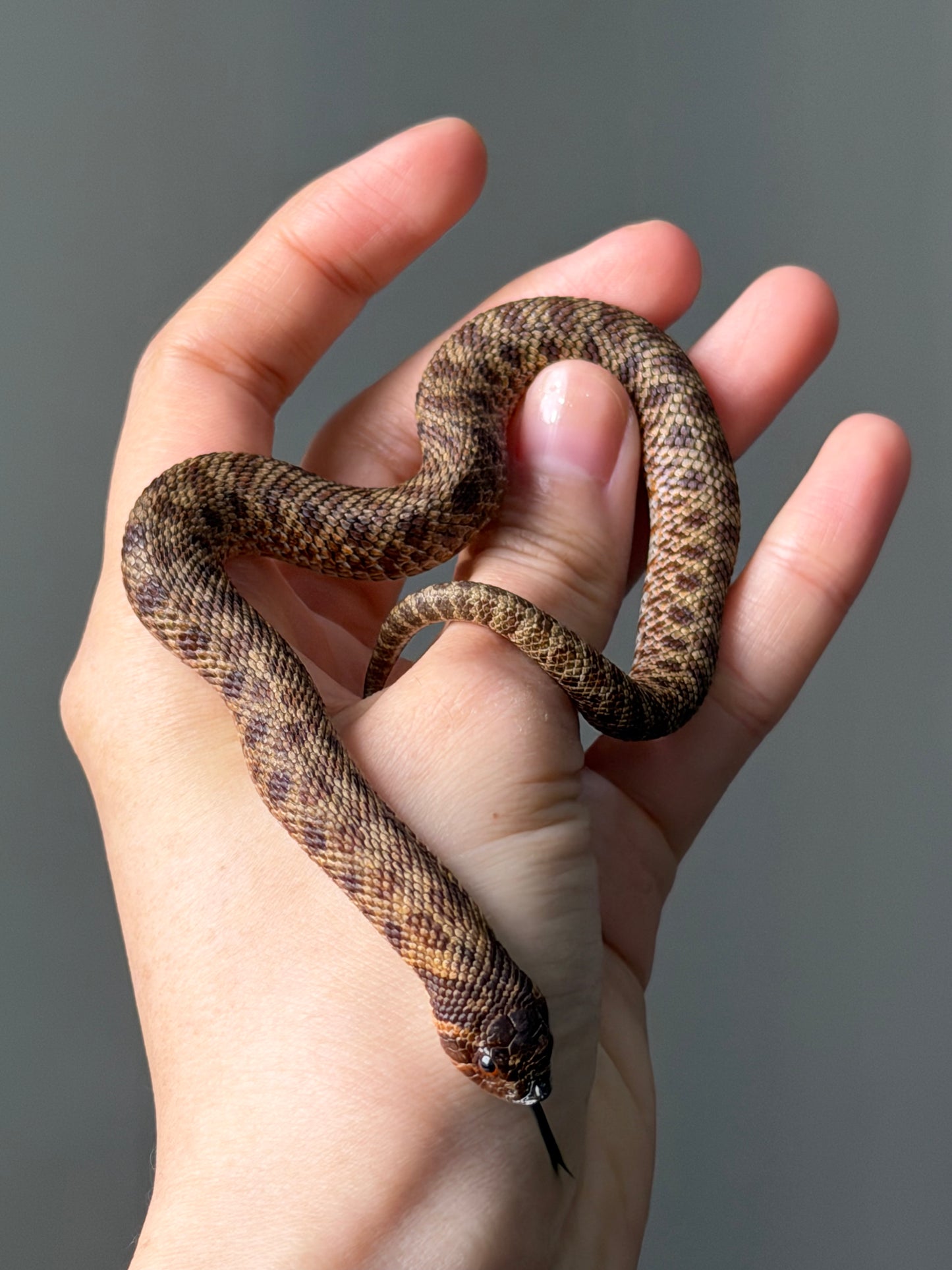 瑞士巧克力66%ph白化ph薰衣草