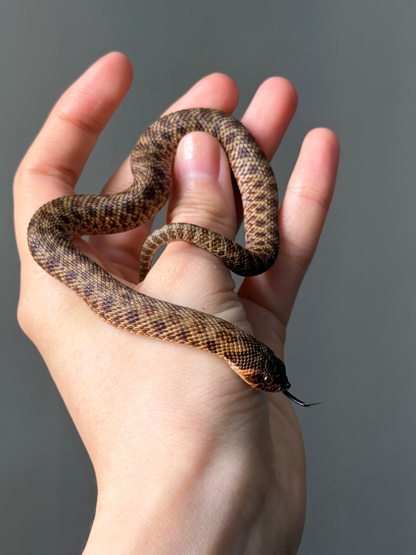 瑞士巧克力66%ph白化ph薰衣草