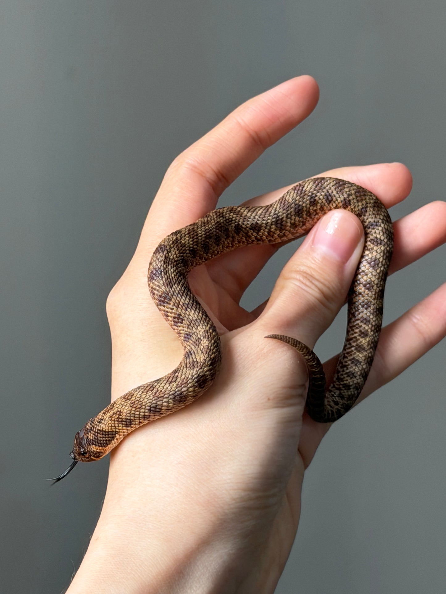 瑞士巧克力66%ph白化ph薰衣草