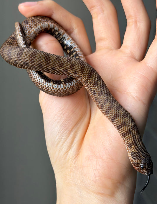 北極瑞士巧克力66%ph白化ph薰衣草