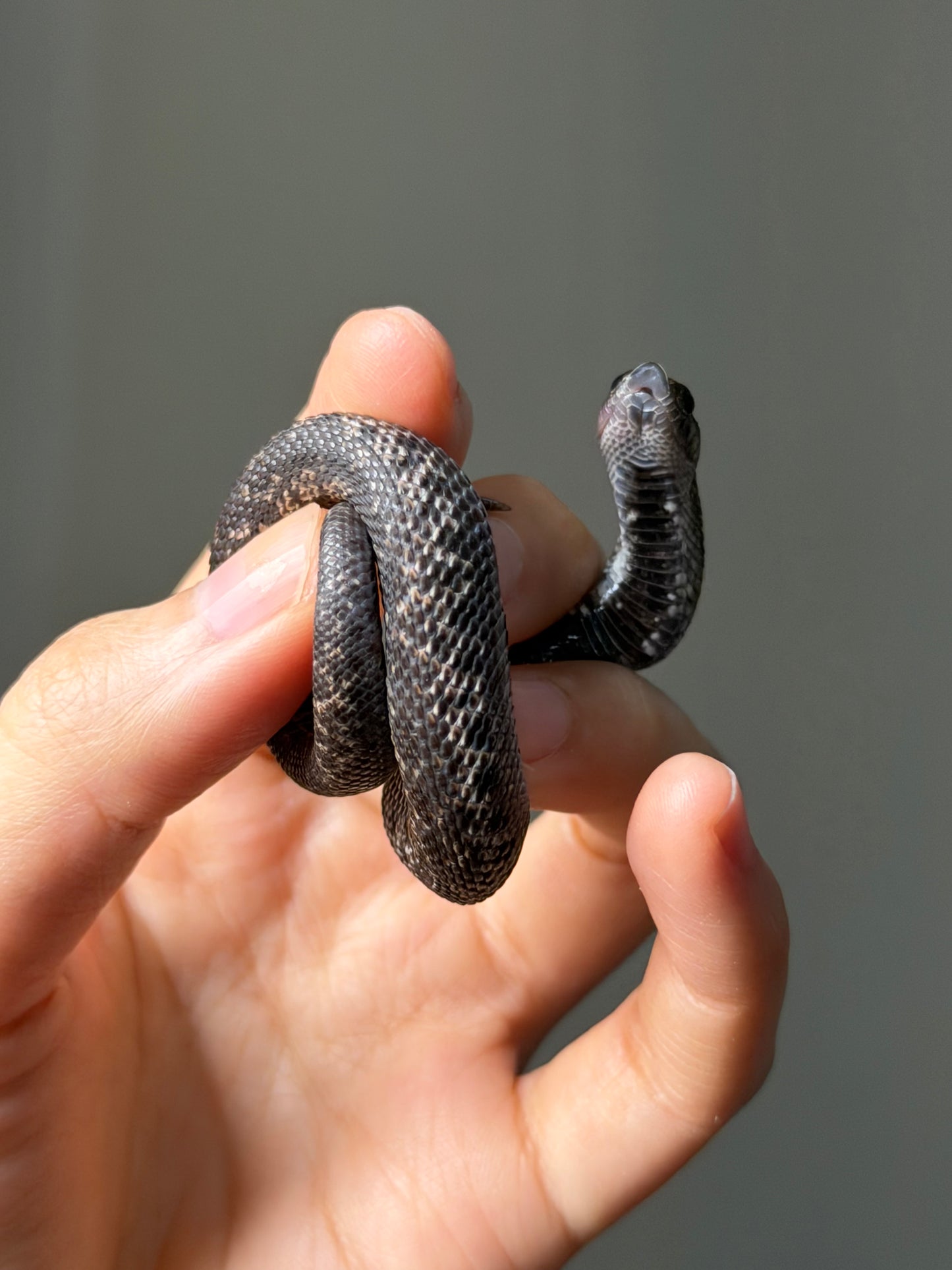 超級北極瑞士巧克力50%ph白化ph薰衣草
