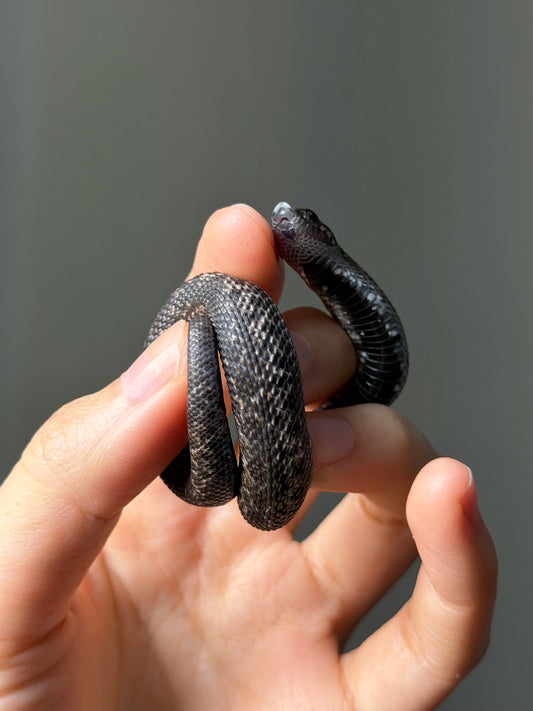 超級北極瑞士巧克力50%ph白化ph薰衣草