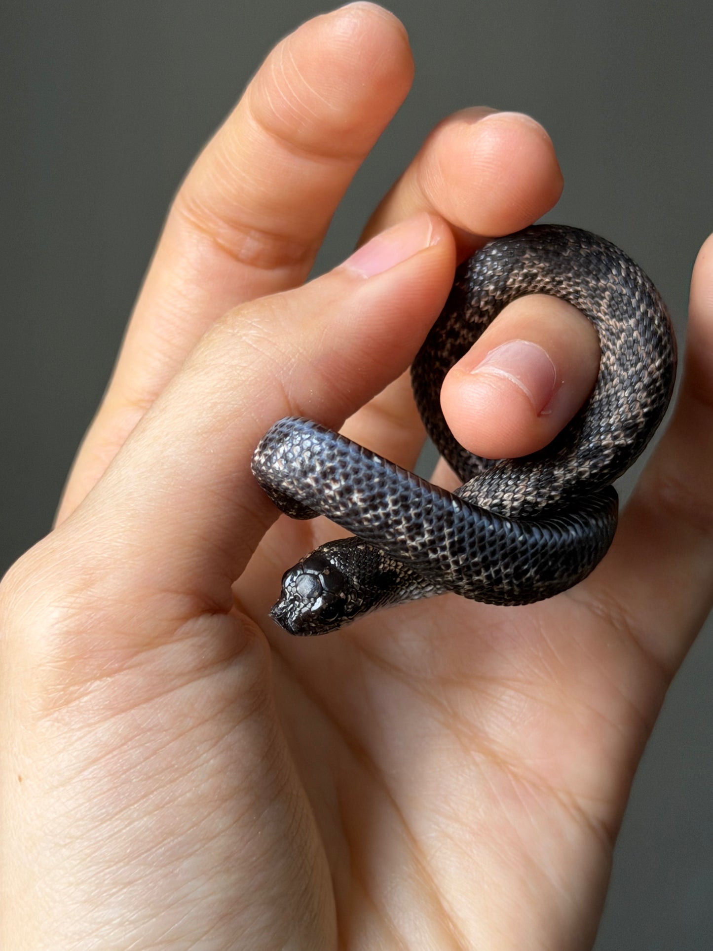 超級北極瑞士巧克力50%ph白化ph薰衣草
