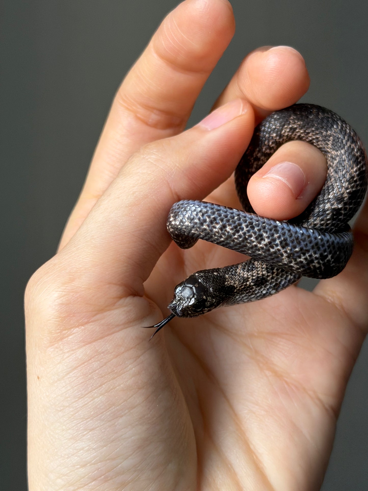 超級北極瑞士巧克力50%ph白化ph薰衣草