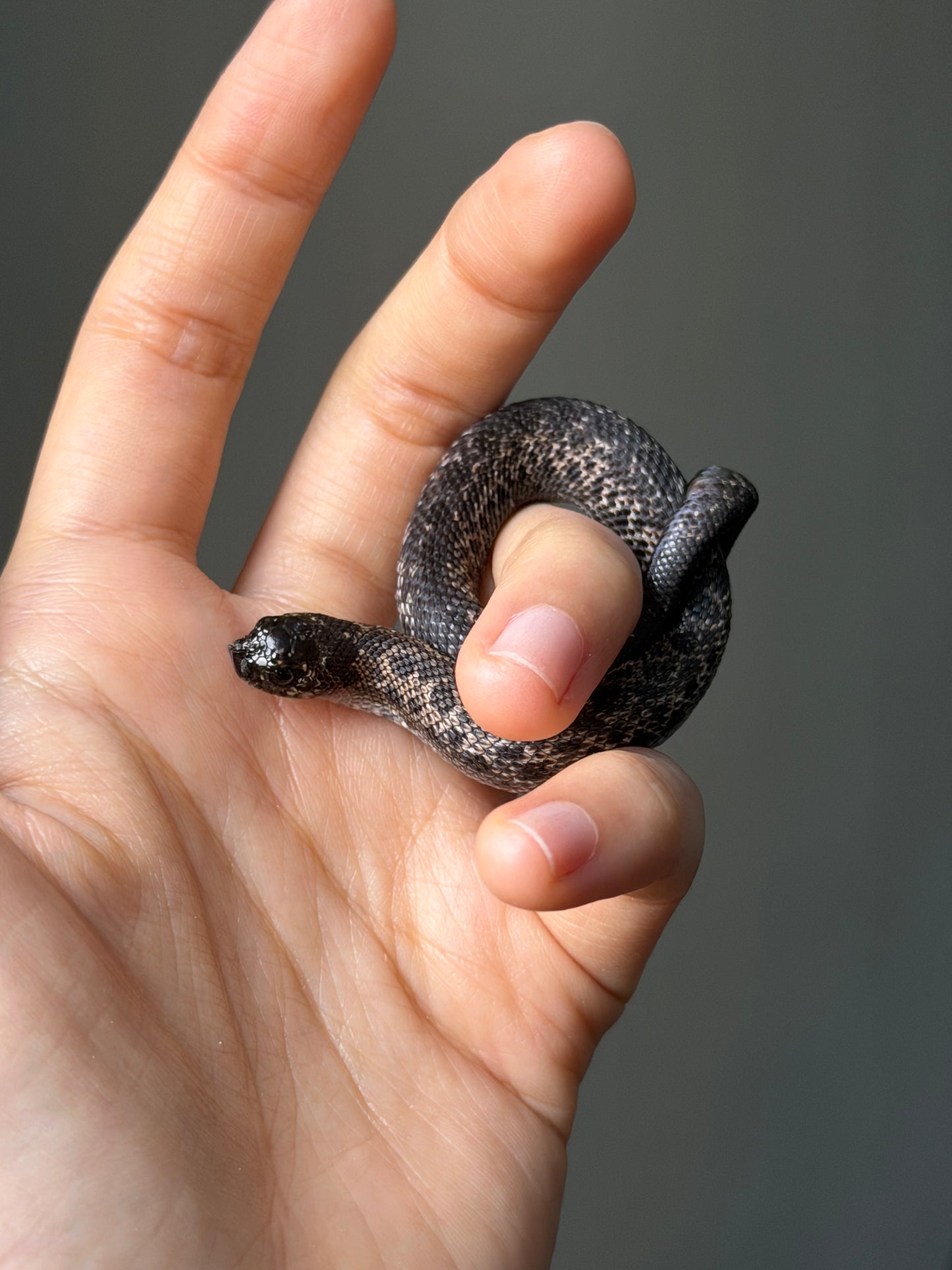 超級北極瑞士巧克力50%ph白化ph薰衣草