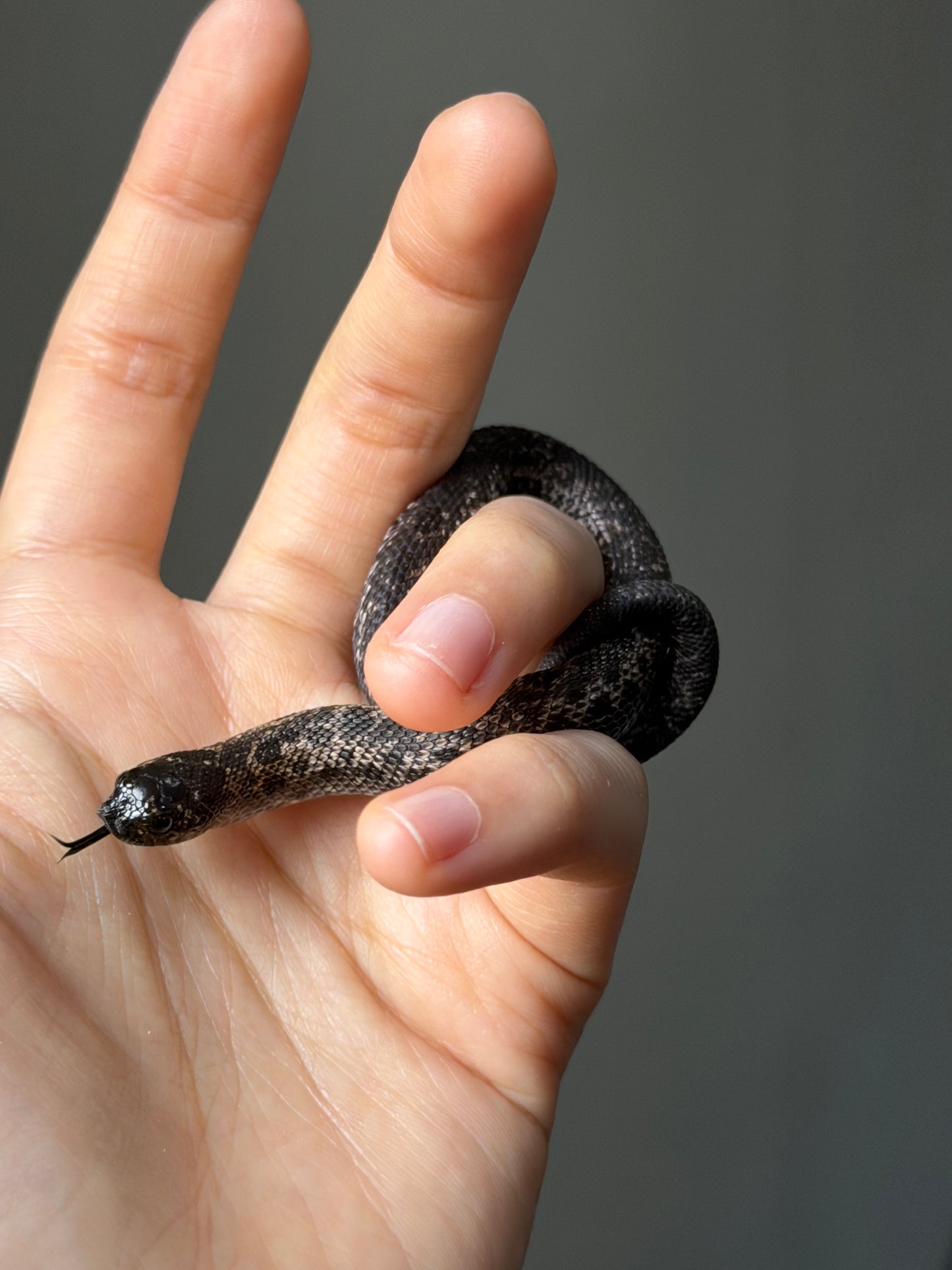 超級北極瑞士巧克力50%ph白化ph薰衣草