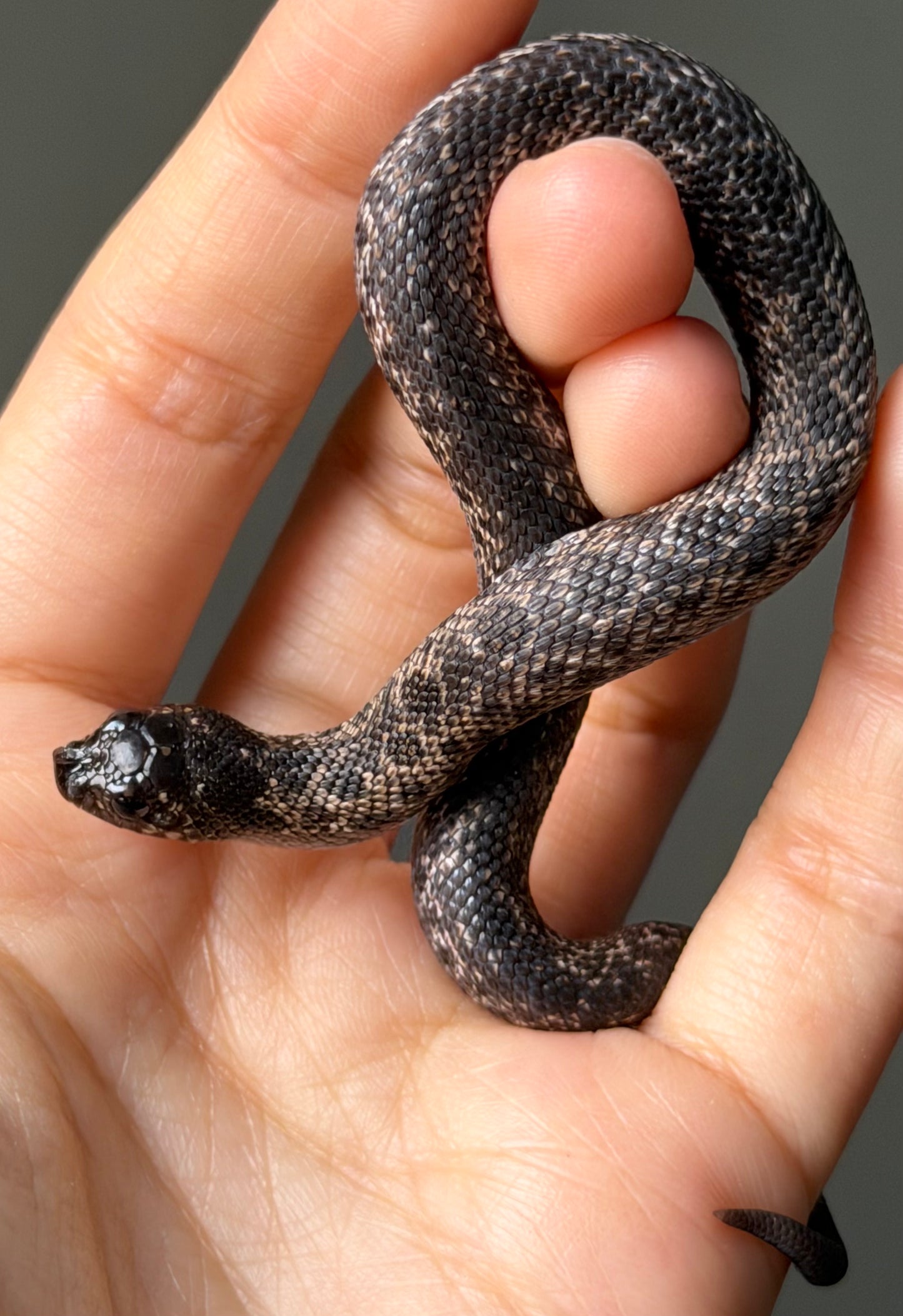 超級北極瑞士巧克力50%ph白化ph薰衣草