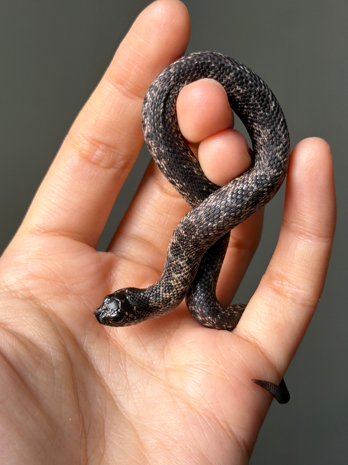 超級北極瑞士巧克力50%ph白化ph薰衣草