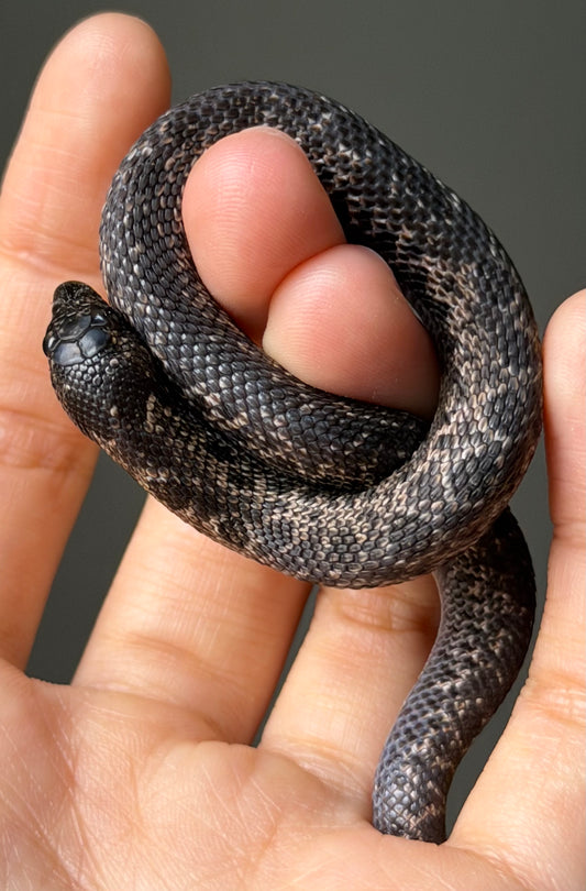 超級北極瑞士巧克力50%ph白化ph薰衣草