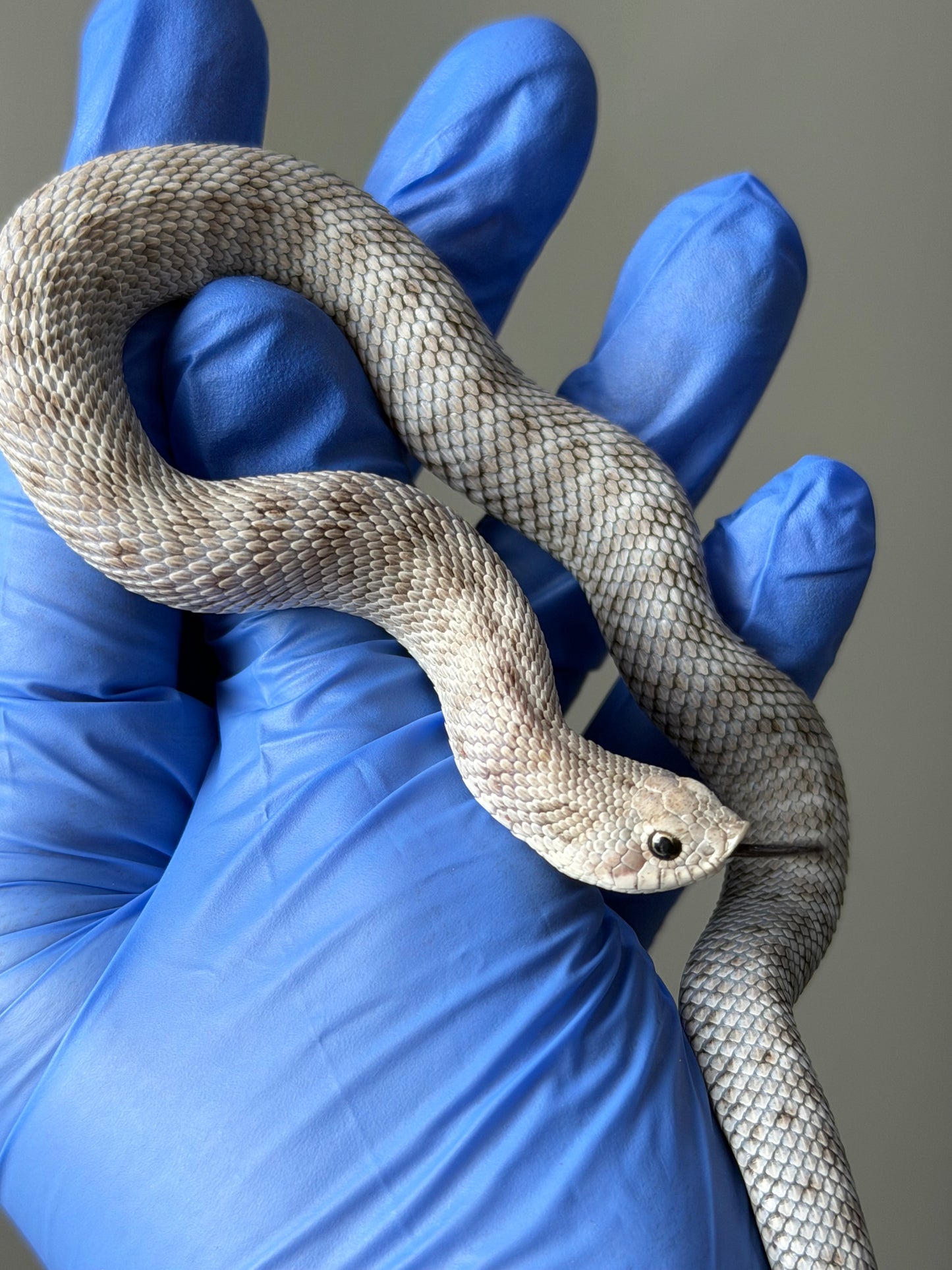 Antarctic Axanthic 66%ph Toffee