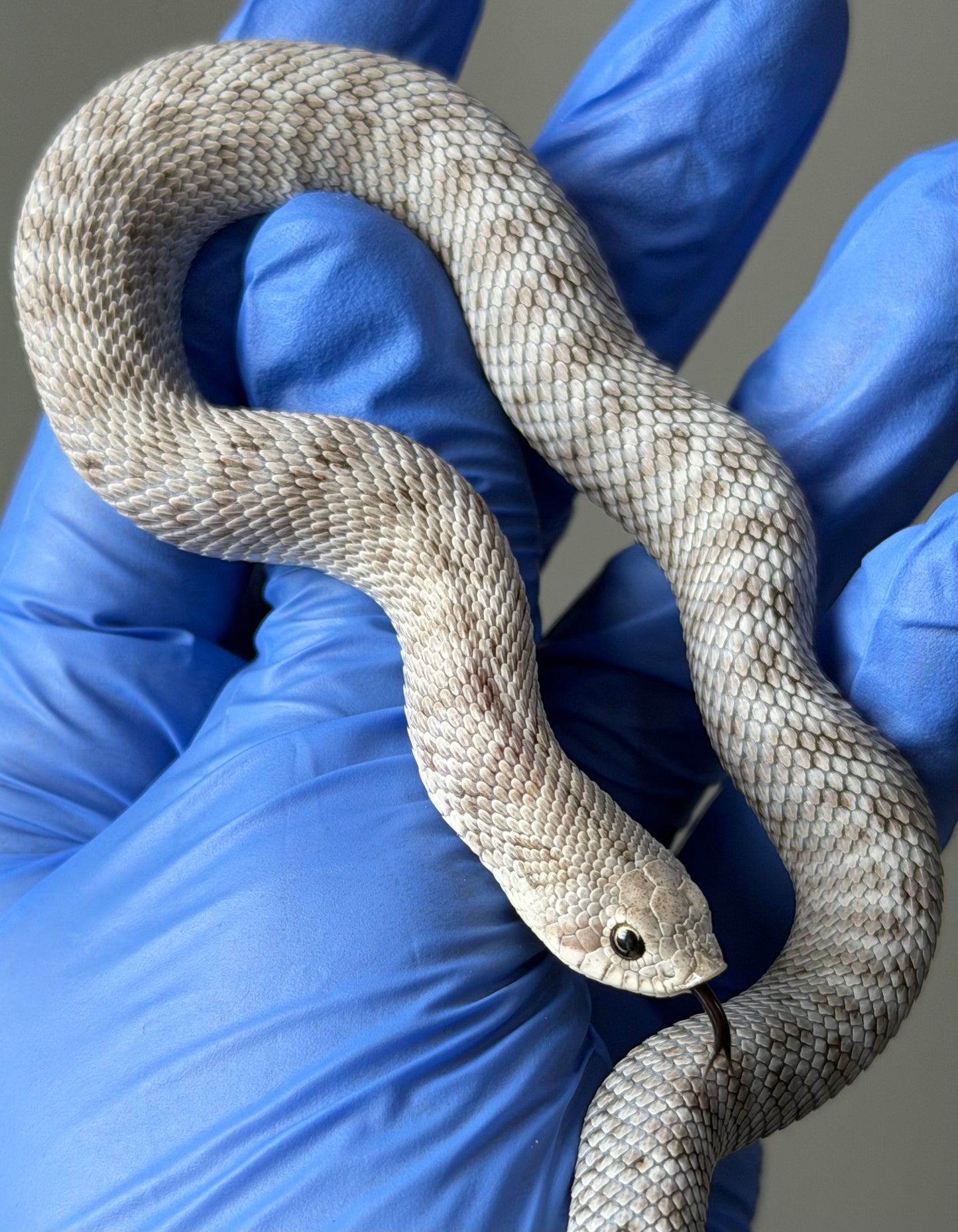 Antarctic Axanthic 66%ph Toffee