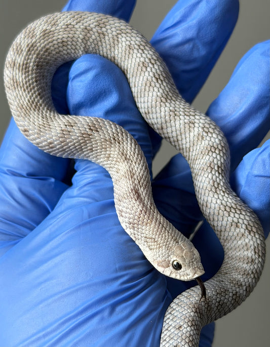 Antarctic Axanthic 66%ph Toffee