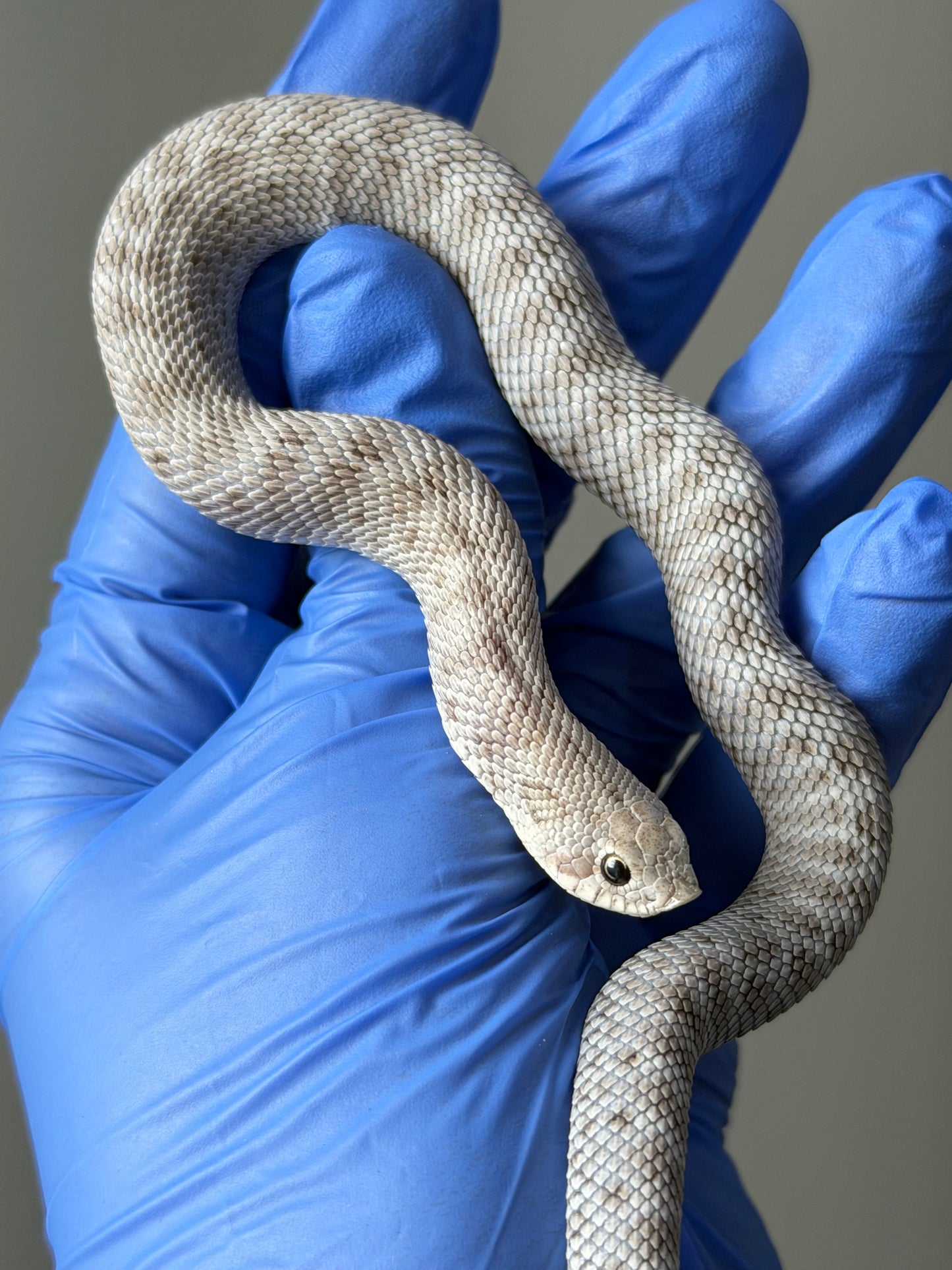 Antarctic Axanthic 66%ph Toffee