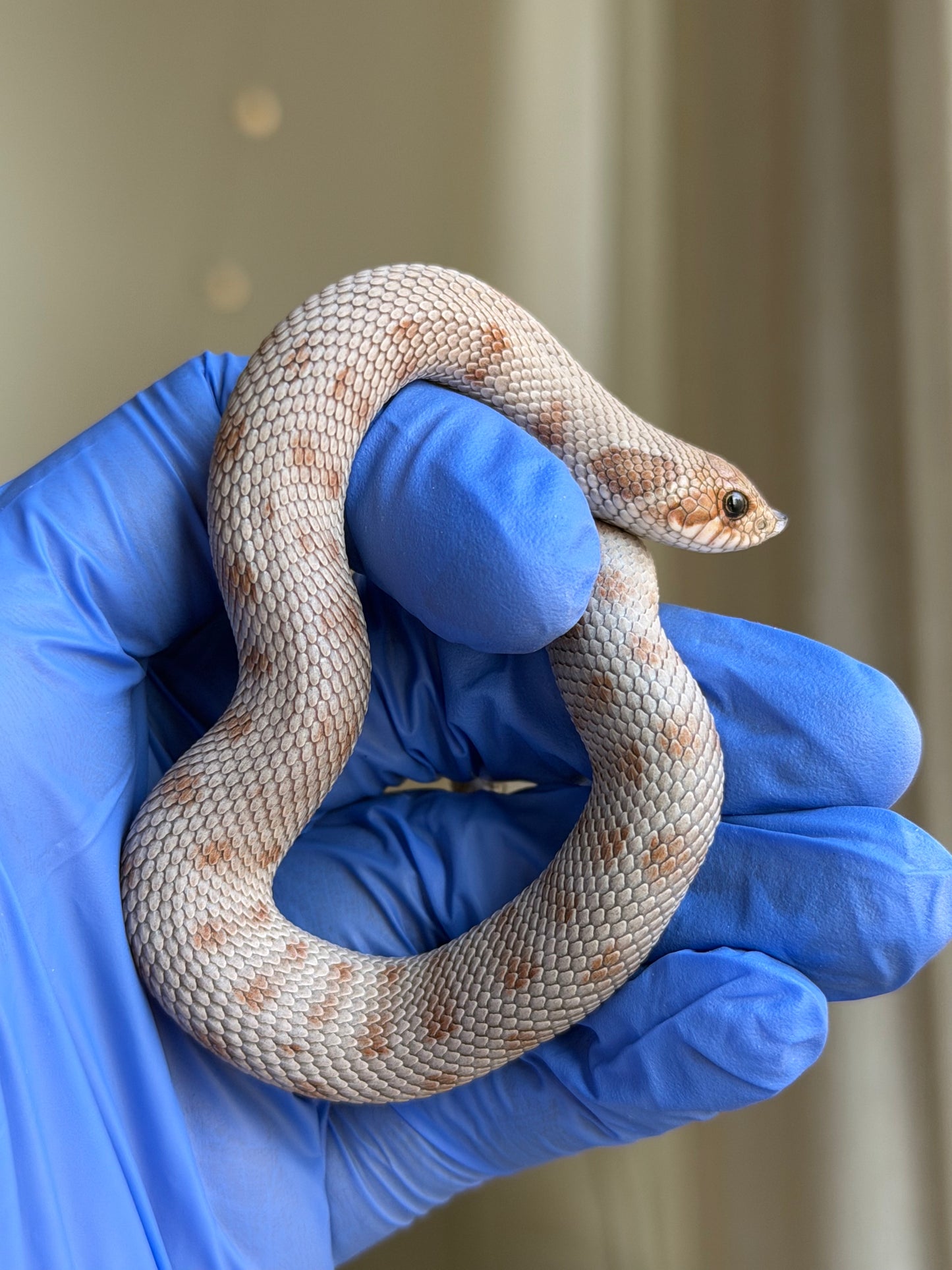 Antarctic Conda Het Swiss Toffee 66%ph Axanthic