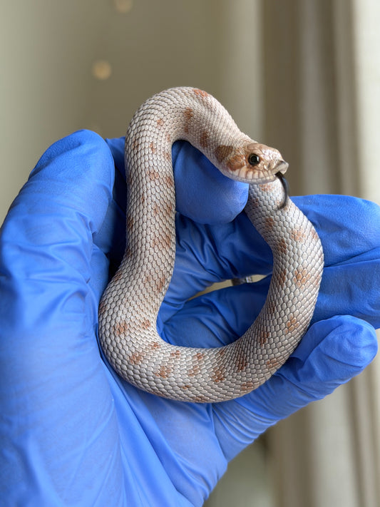 Antarctic Conda Het Swiss Toffee 66%ph Axanthic