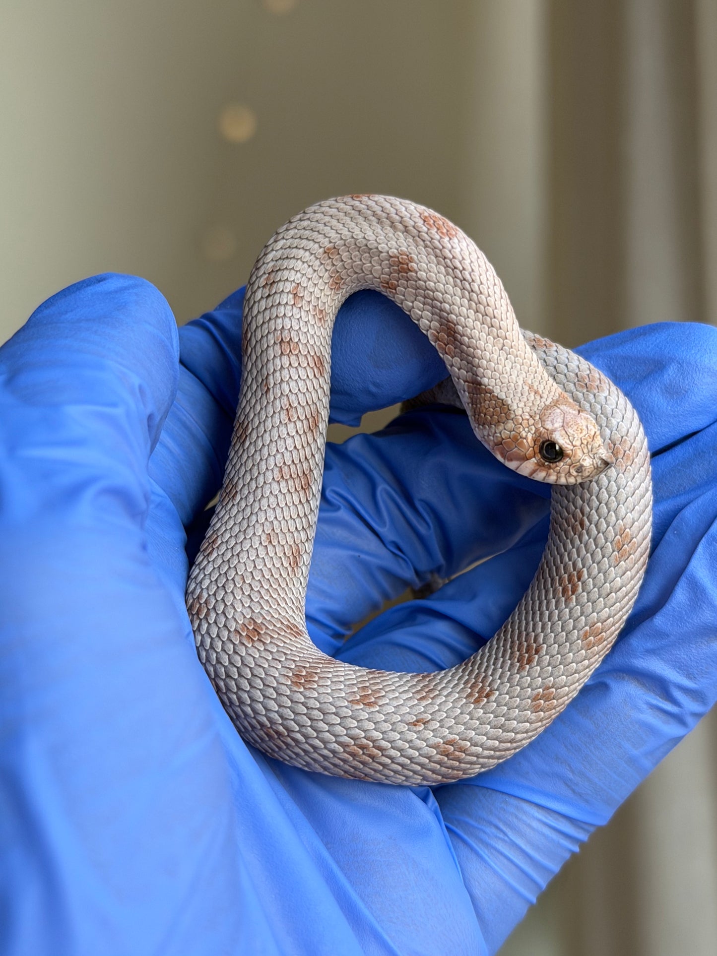 Antarctic Conda Het Swiss Toffee 66%ph Axanthic