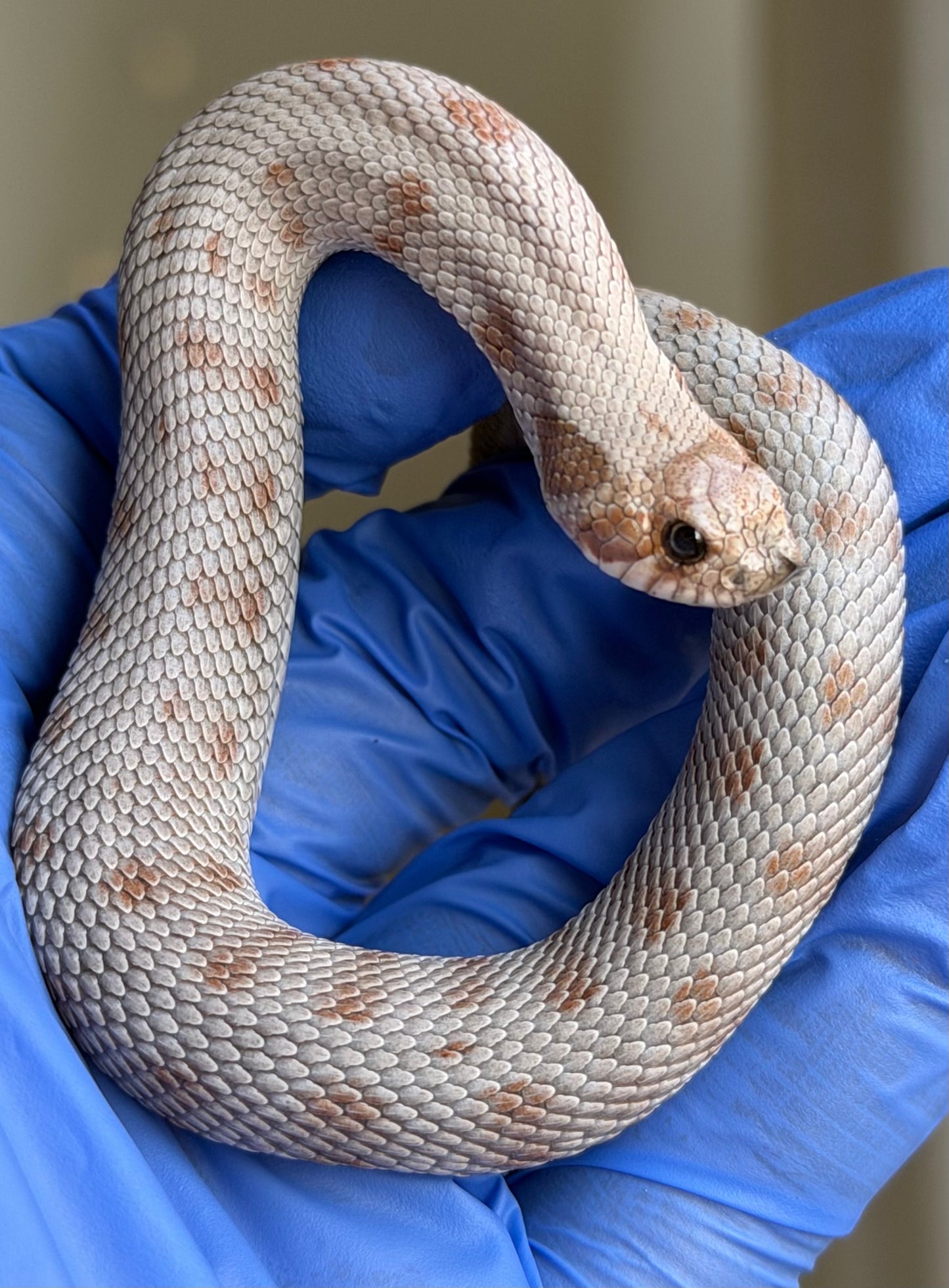 Antarctic Conda Het Swiss Toffee 66%ph Axanthic