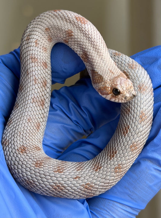 Antarctic Conda Het Swiss Toffee 66%ph Axanthic