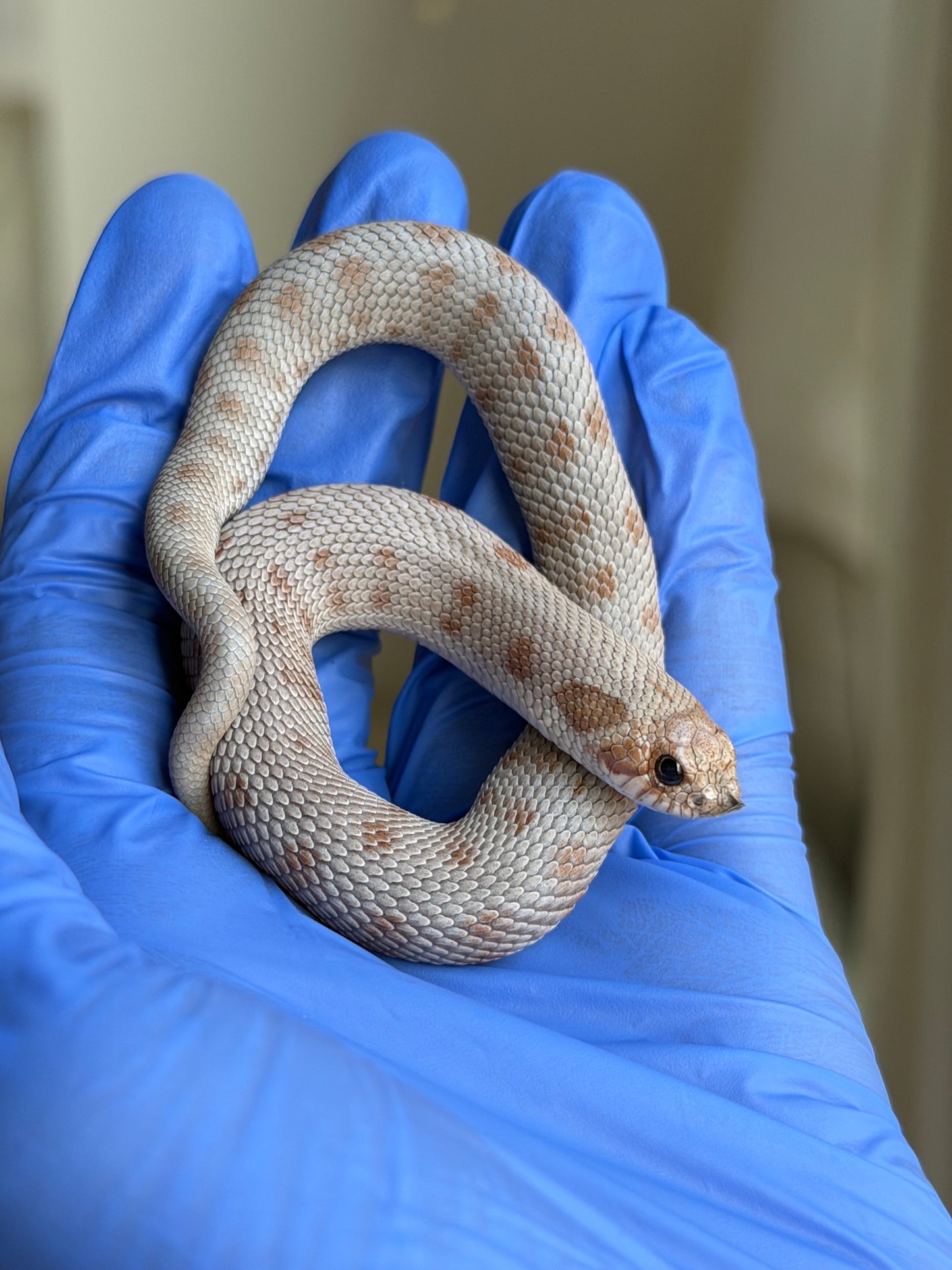 Antarctic Conda Het Swiss Toffee 66%ph Axanthic