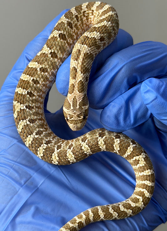 Woma Bloodline Het Lavender