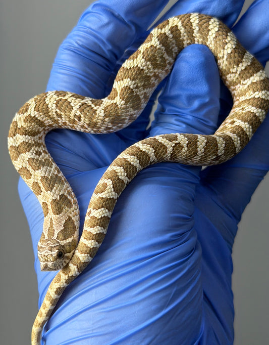 Woma Bloodline Het Lavender