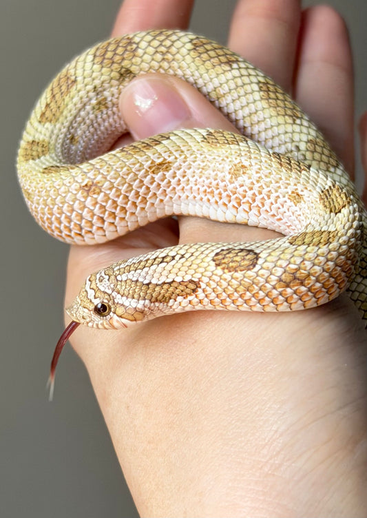 北極太妃康達50%ph紫貂