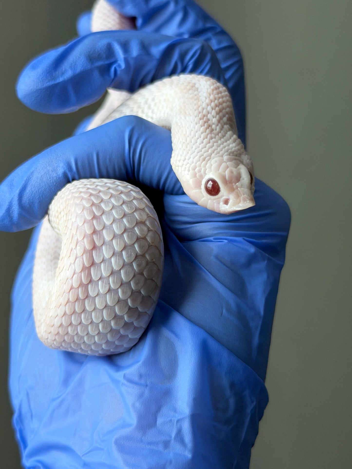 雪爆（漂亮小廢蛇）