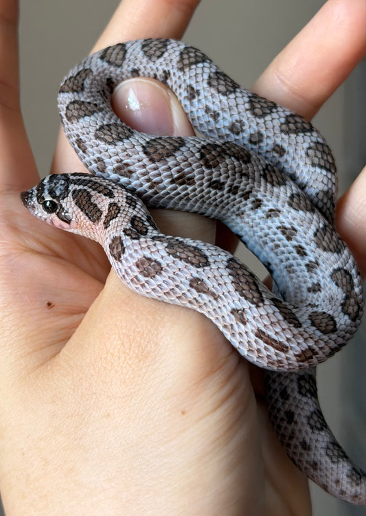 超級北極紫貂康達Het白化