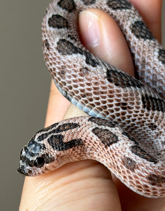 超級北極紫貂康達66%ph白化