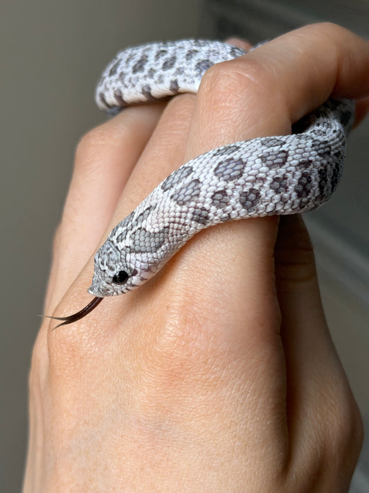 月光石 超級北極薰衣草